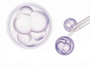 Cell Lines,Primary Cells